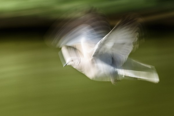 Collared dove (motion blur)