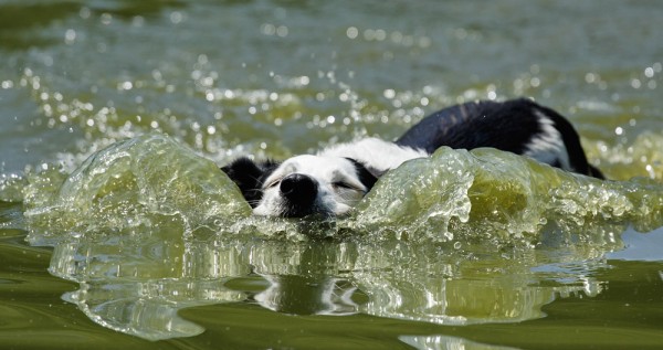 dog swimming
