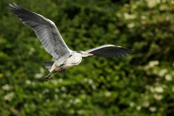 grey heron