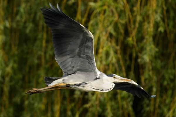 grey heron