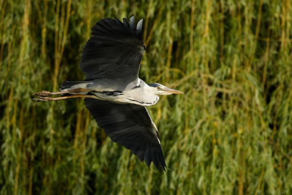 grey heron