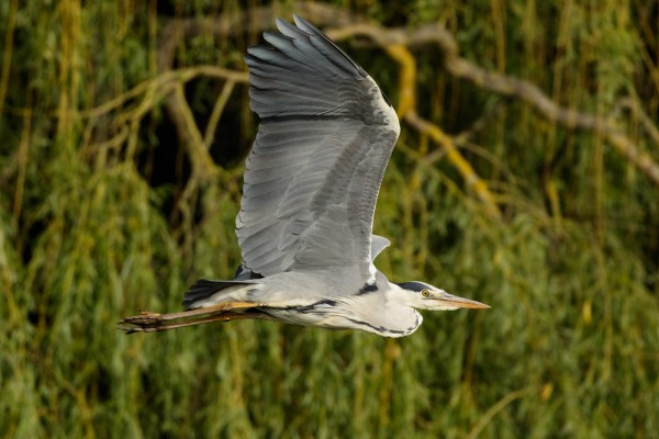 grey heron