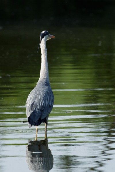 Grey Heron