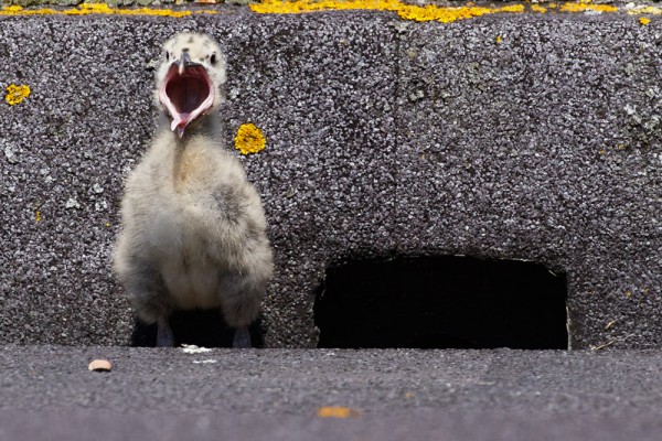 herring gull chick