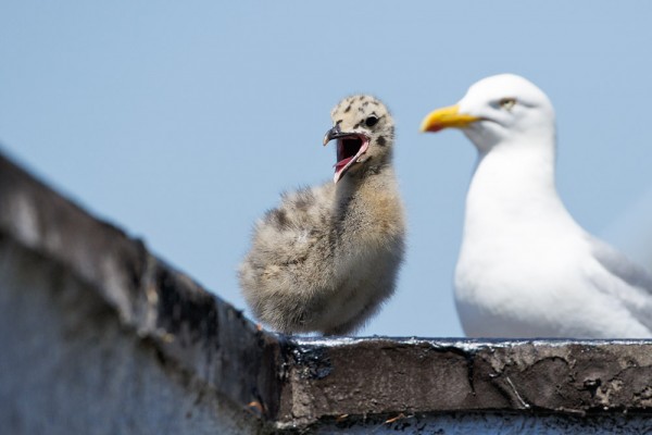 Herring gull chicks
