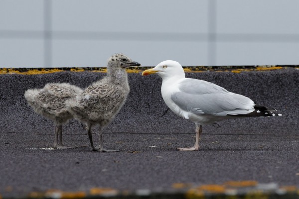 Herring gull chicks and adult