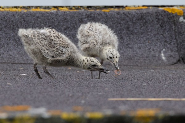 Herring gull chicks
