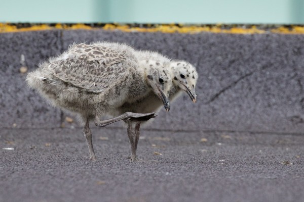 Herring gull chicks