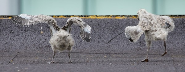 Herring gull chicks