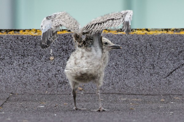 Herring gull chicks