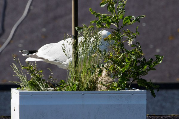 Herring gull chicks