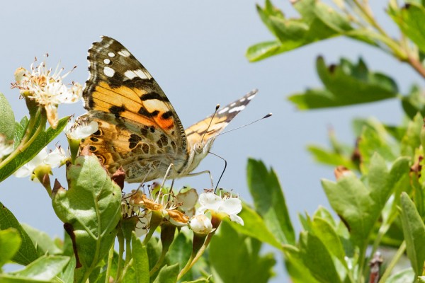 Painted Lady Butterfly
