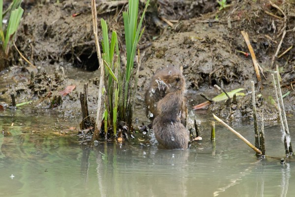 Now in the water, the skirmish begins