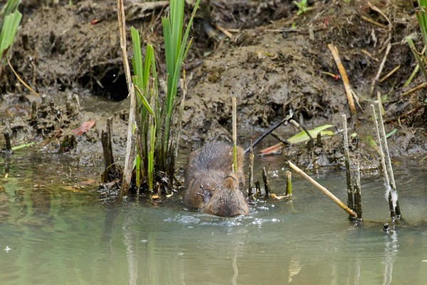 A flapping claw goes in