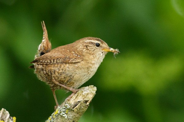 wren