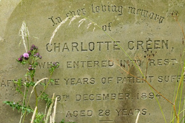 wild flower by gravestone