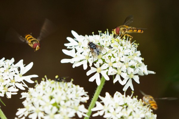 hoverfly