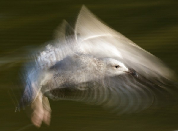 Herring gull taken at 1/15s, f/29, 100 ISO