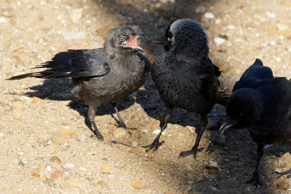 fledgling jackdaw and adult