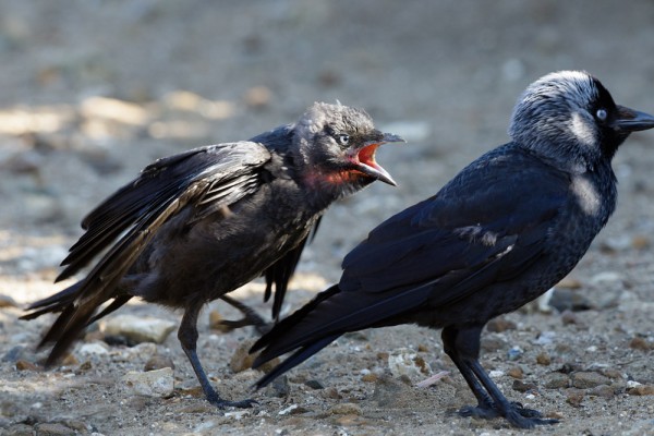 fledgling jackdaw and adult