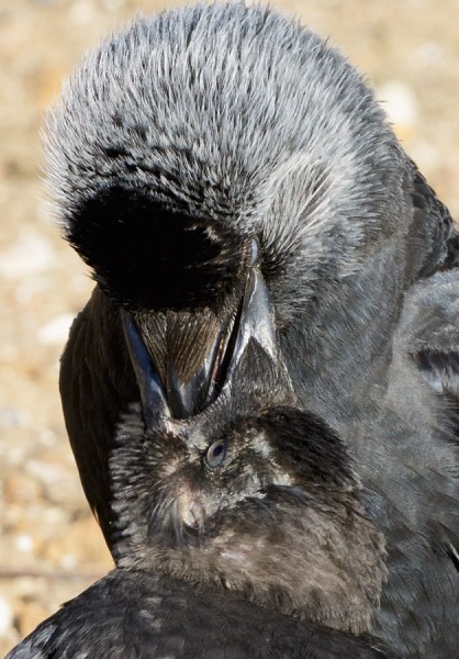 fledgling jackdaw and adult