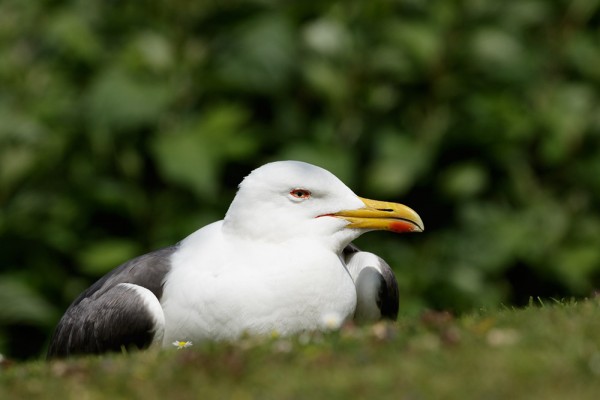 Lesser black-backed gull 