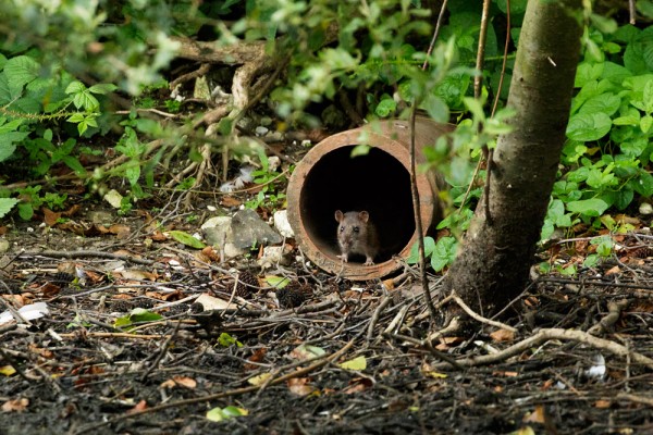 Rat in a drainpipe 