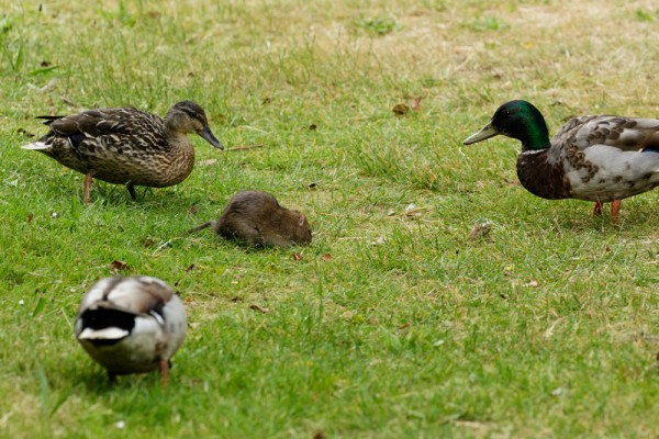 rat and ducks