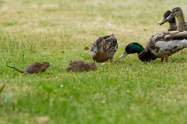 rat and ducks