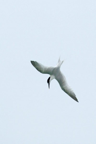 Sandwich tern