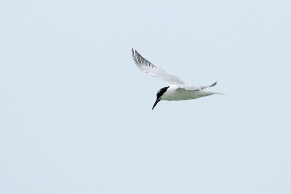 Sandwich tern