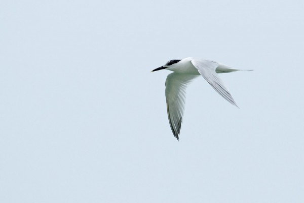 Sandwich tern