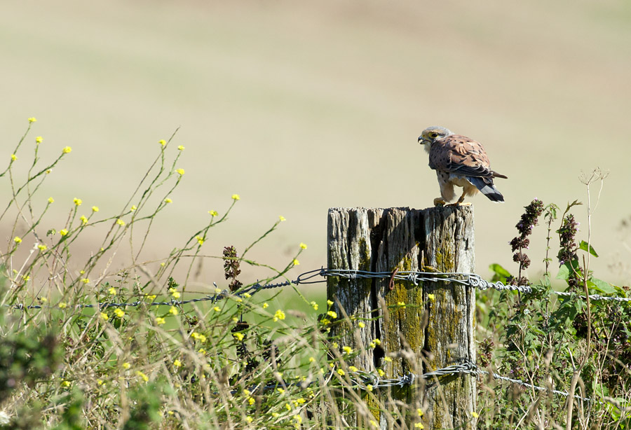 Kestrel at Sheepcote Valley