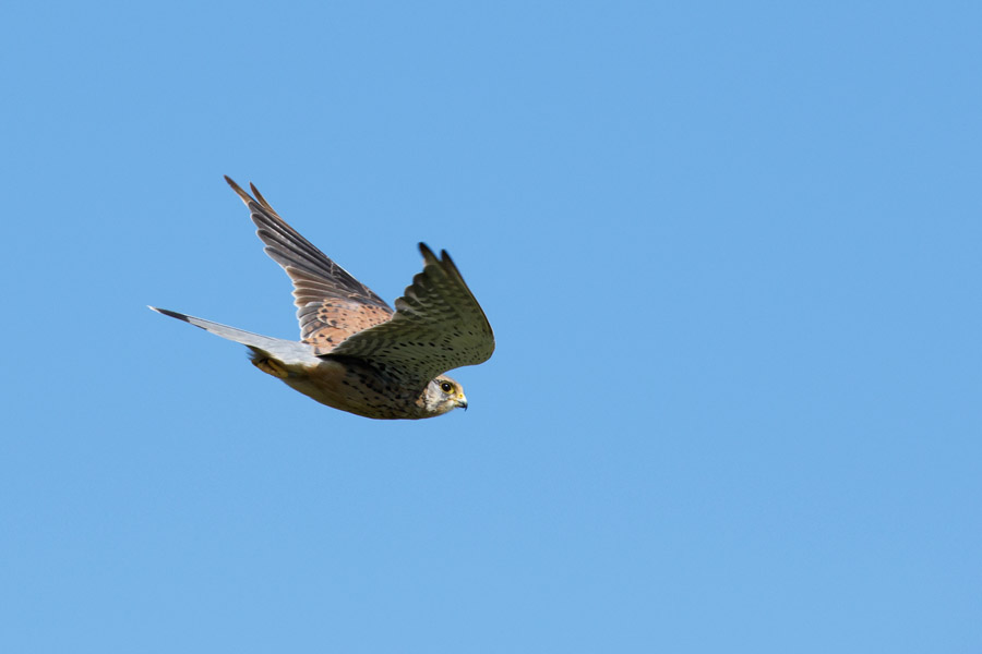 Kestrel in flight under blue sky