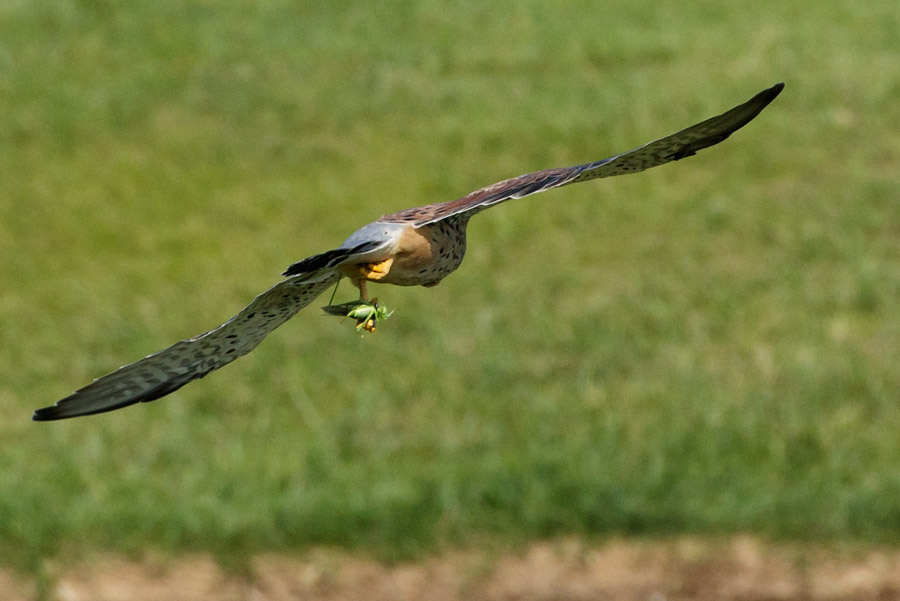 Kestrel at with speckled bush cricket
