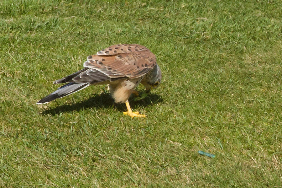 Kestrel eating