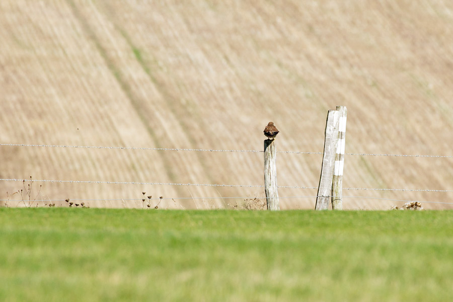 Female kestrel at Sheepcote Valley