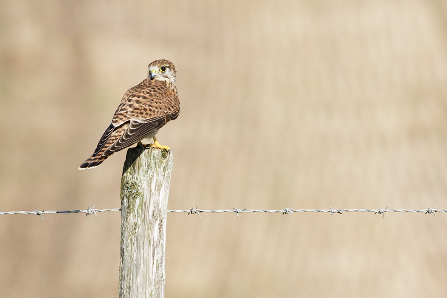 Note the brown head (as opposed to the grey of the male)