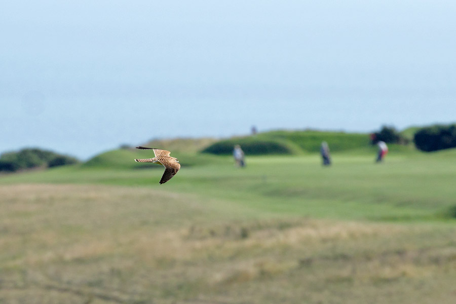 Kestrel cruising over the golf course at Sheepcote Valley