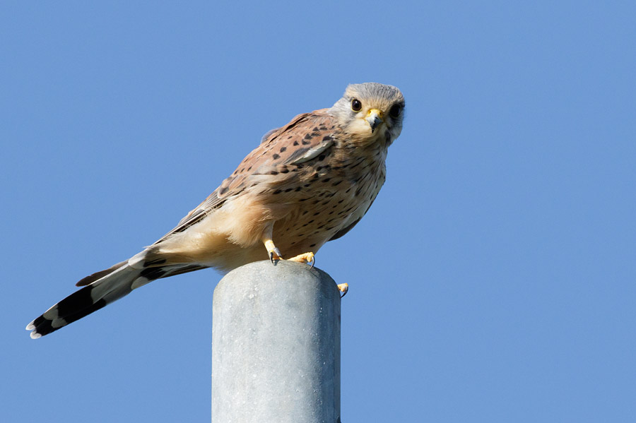 Kestrel perched on street lamp