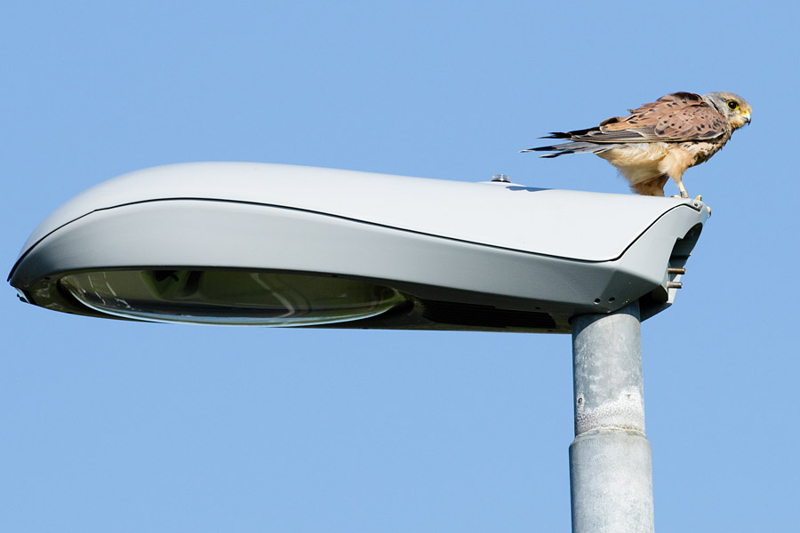 Back to watching from a handy perch