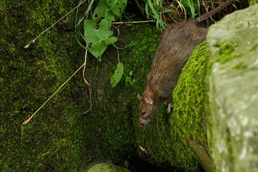 Rat about to make the great leap