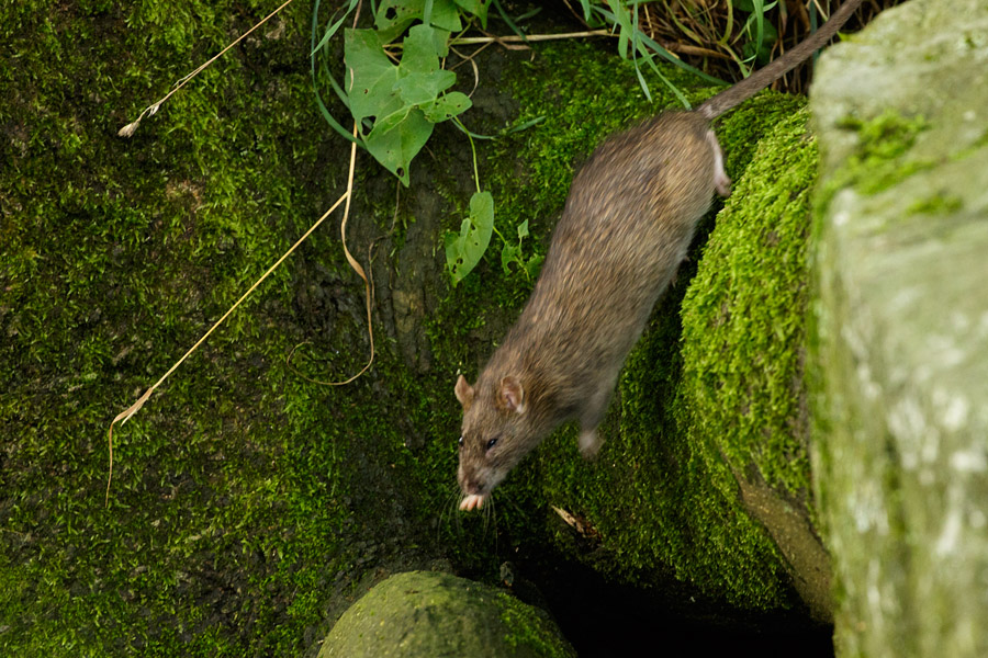 Rat leaping across