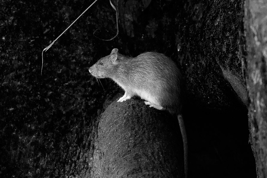 And a closing portrait... in black and white for a change.