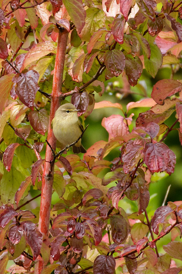 Chiffchaff in wooded area in Moulsecoomb, Brighton