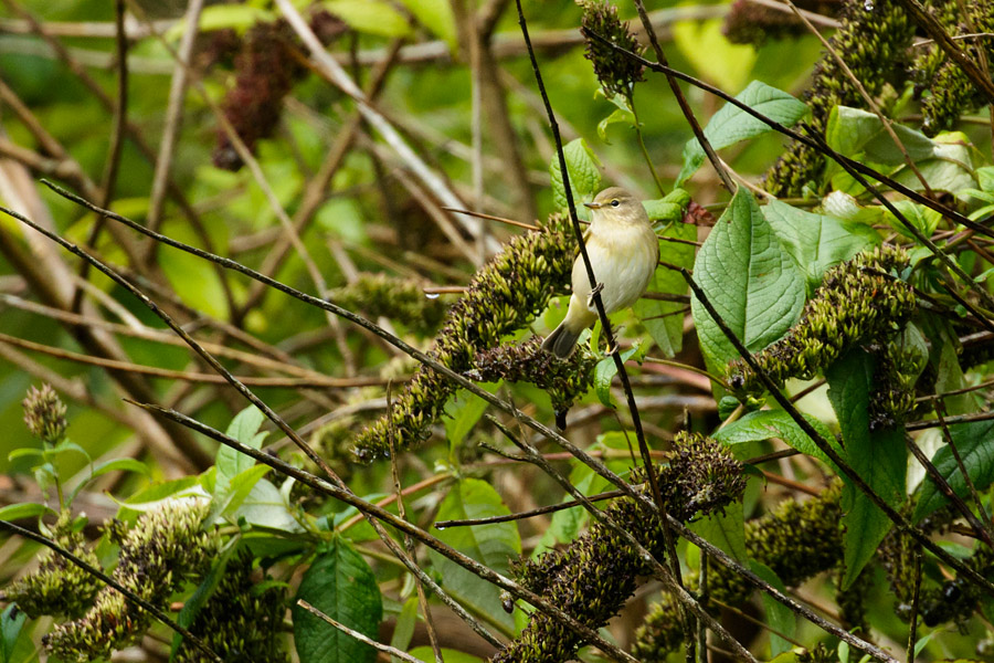 Chiffchaff in wooded area in Moulsecoomb, Brighton