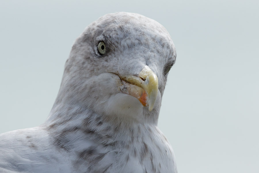 Herring gull