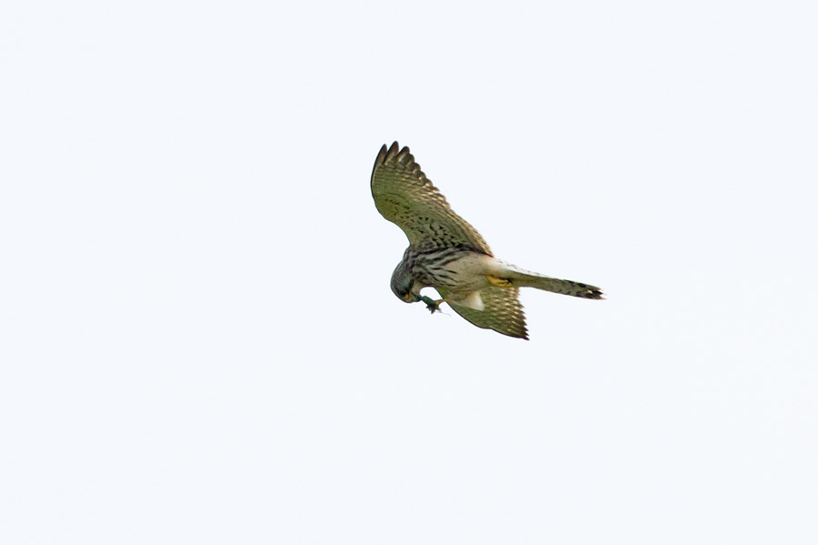 Kestrel eating a bush cricket on the wing at Castle Hill, East Sussex