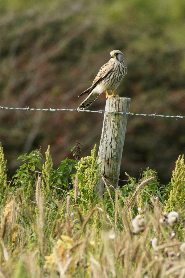 Kestrel fence-posting at Castle Hill, East Sussex
