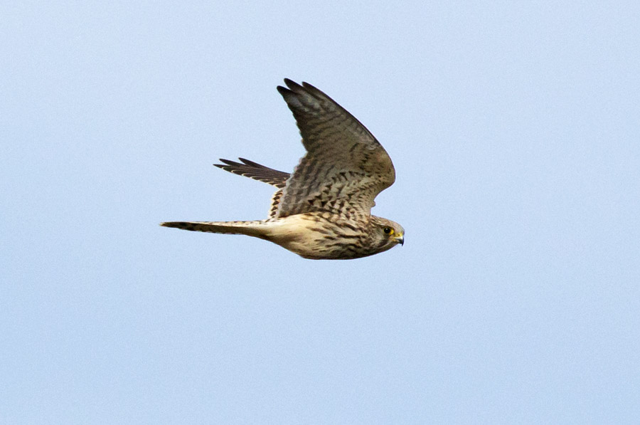 kestrel in flight